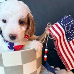 Grace - Parti female Goldendoodle puppy in Knoxville, Tennessee from Graystone Doodles
