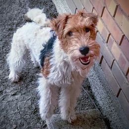 Charlotte - Wire Fox Terrier