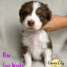 Rose - Red tri-color female Australian Shepherd puppy in Falmouth, Kentucky from Queen City Farm