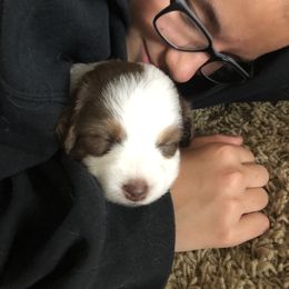 Australian Shepherd and Miniature Australian Shepherd Puppies from Bline's Awesome Aussies