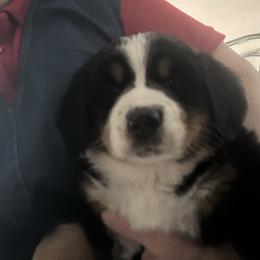 Thunder OFA - Black and rust male Bernese Mountain Dog puppy in Strasburg, Ohio from Lois Allison