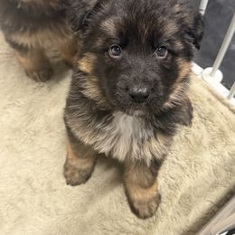 German Shepherd Puppies from Golden Ridge