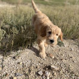 Bernedoodle and Goldendoodle Puppies from Hello Doodle Ranch