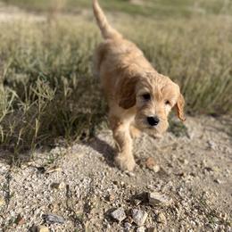 Bernedoodle and Goldendoodle Puppies from Hello Doodle Ranch