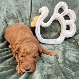 Boy 2 - Red male Irish Doodle puppy in Bloomfield, Iowa from Schooley Doodles