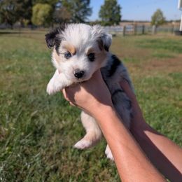 Travis Kelce - Blue merle male Miniature Australian Shepherd puppy in Harrisonville, Missouri from Trailside Mini Aussies