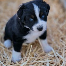 Australian Shepherd and Great Pyrenees Puppies from Naches Heights Ranch