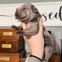 Dusty - Merle male Great Dane puppy in Jerusalem, Arkansas from Mara Danes