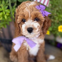 Pineview - Orange Collar - Red female Cavapoo puppy in South Jordan, Utah from Simply Sweet Paws. LLC