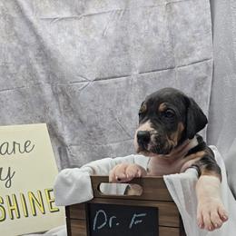 Dr. Finklestein - Mantle male Great Dane puppy in Caldwell, Idaho from Miner's Dynamic Danes