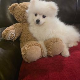 Colt - White male Pomeranian puppy in Smithville, Texas from Lafary Poms