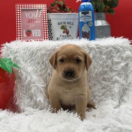 Light Blue - Yellow male Labrador Retriever puppy in Heath Springs, South Carolina from Rich Hill Retrievers