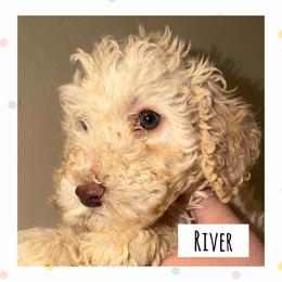 River - White male Poodle puppy in Surprise, Arizona from Oh Doodles Doodlery