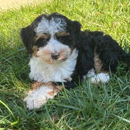Ashley - Tri-color female Bernedoodle puppy in Holtwood, Pennsylvania from Country Ridge Puppies