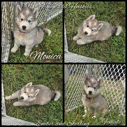 Monica - Gray and white female Siberian Husky puppy in Bloomfield, Indiana from Paiges lil huskies