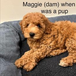 Maltipoo All Grown Up from Amanda Tsoi - Golden Maltipoo Pups