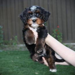 Onyx - Tri-color male Bernedoodle puppy in Eagle Mountain, Utah from Fur Real Puppies.