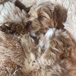 Australian Labradoodle Puppies from Greystone Australian Labradoodles