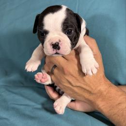 Jingle - Black and white male Boston Terrier puppy in Kingsport, Tennessee from Dreamweaver Bostons
