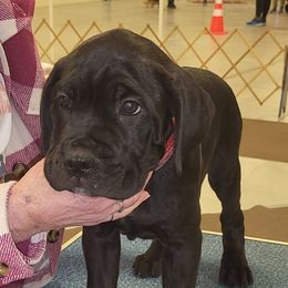 Cane Corso from Dracone's Kennels