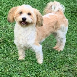 Peaches - Havanese