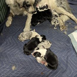 Australian Shepherd and Great Dane Puppies from AEW Farm