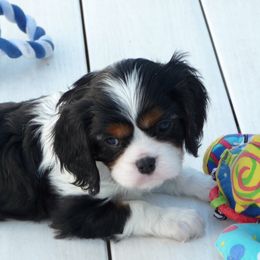 Cavalier King Charles Spaniels from Pine Lake Cavaliers