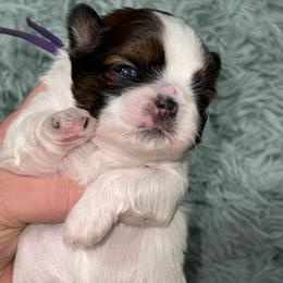 Grant - Red and white male Shih Tzu puppy in Berkeley Springs, West Virginia from Sandridge Shih Tzus