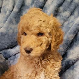 Daisy, Yellow Girl - Apricot female Goldendoodle puppy in Blountsville, Alabama from Southern Charm Goldendoodles
