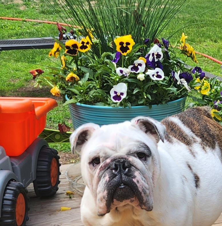 Speck - Bulldog