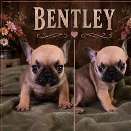 Boy 5 - Tricolors male French Bulldog puppy in Denison, Texas from Lovemyfrenchies – Stoddard Frenchbulldog's