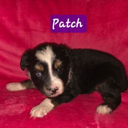 Patch - Black tri female Toy Australian Shepherd puppy in Forney, Texas from Texas Talent Toy Aussie's