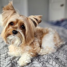 Zane - Yorkshire Terrier