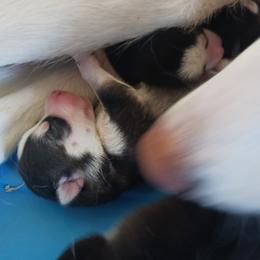 Siberian Husky Puppies from Amore Puppies