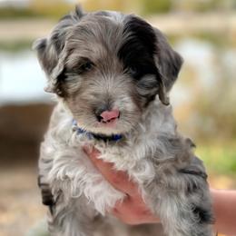 Cobbler - Yellow Collar - Blue merle male Bernedoodle puppy in Highland, Utah from Angel Pups Deluxe