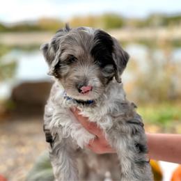 Cobbler - Yellow Collar - Blue merle male Bernedoodle puppy in Highland, Utah from Angel Pups Deluxe