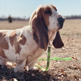 Mando - Basset Hound
