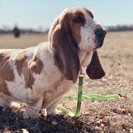 Mando - Basset Hound