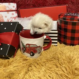 Pomeranian Puppies from Black Hills Pomeranians
