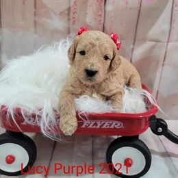 Bernedoodle, Goldendoodle, and Poodle Puppies from Loyal Companions of Tampa Bay