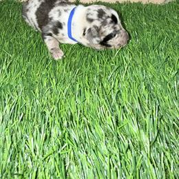 Blue Dapple Girl - Dapple female Dachshund puppy in Apopka, Florida from The HotDog Stand