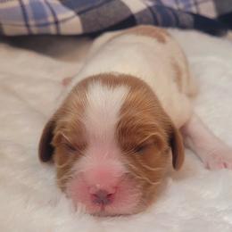 Boy 3 - Blenheim male Cavalier King Charles Spaniel puppy in Castorland, New York from Faithful Friends Cavaliers