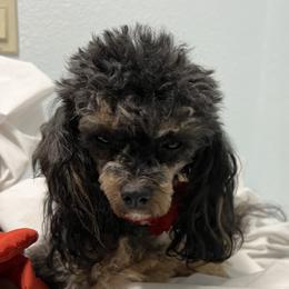 Reeses - Poodle