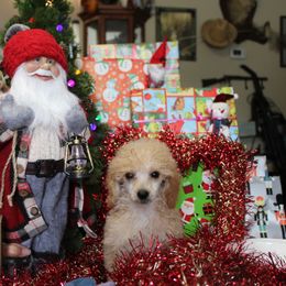 English Springer Spaniel and Poodle Puppies from Haskeez