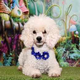 Maggie - Poodle