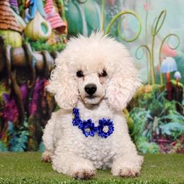 Maggie - Poodle