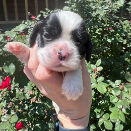 Girl 3 - Black and white female Cocker Spaniel puppy in Greensboro, North Carolina from Cochran Spaniels