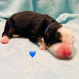 Blue Boy - Bernese Mountain Dog puppy from Blacksburg Berners