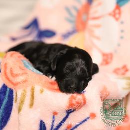Boy 1 - Black male Cockapoo puppy in Canastota, New York from Silver City Cockapoos
