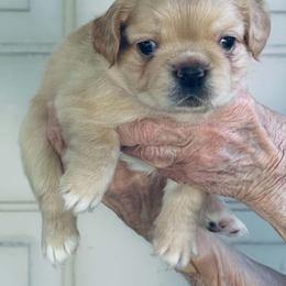 Pinky - Fawn brindle and white male French Bulldog puppy in Miami, Oklahoma from Destiny Jones